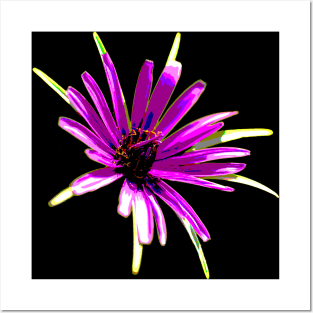 Purple Flower - Wild Salsify - Art Posters and Art